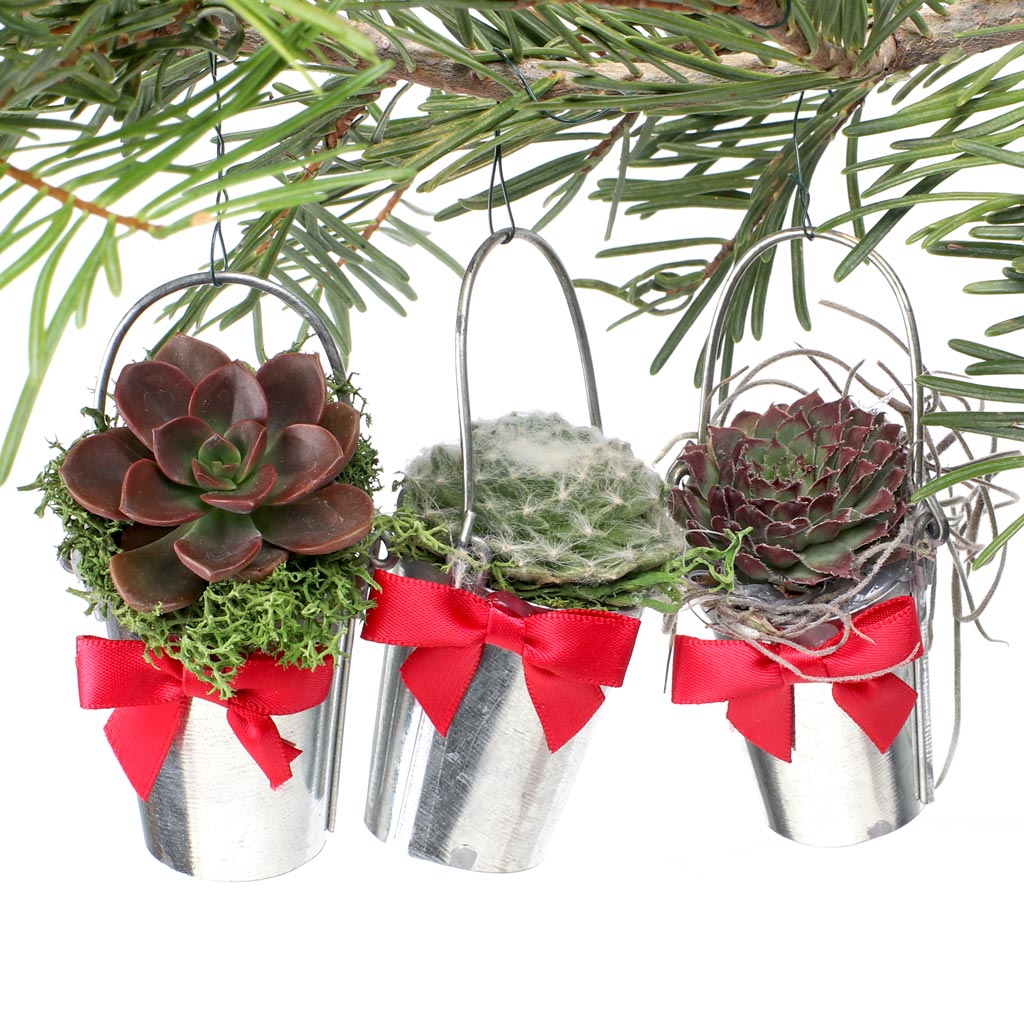 MCG Succulent Ornaments - Tin Pails (Set of 3) Questions & Answers