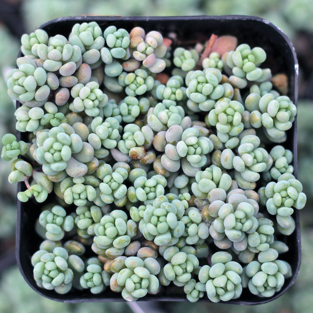 What kind of succulents are compatible with S. dasyphyllum?