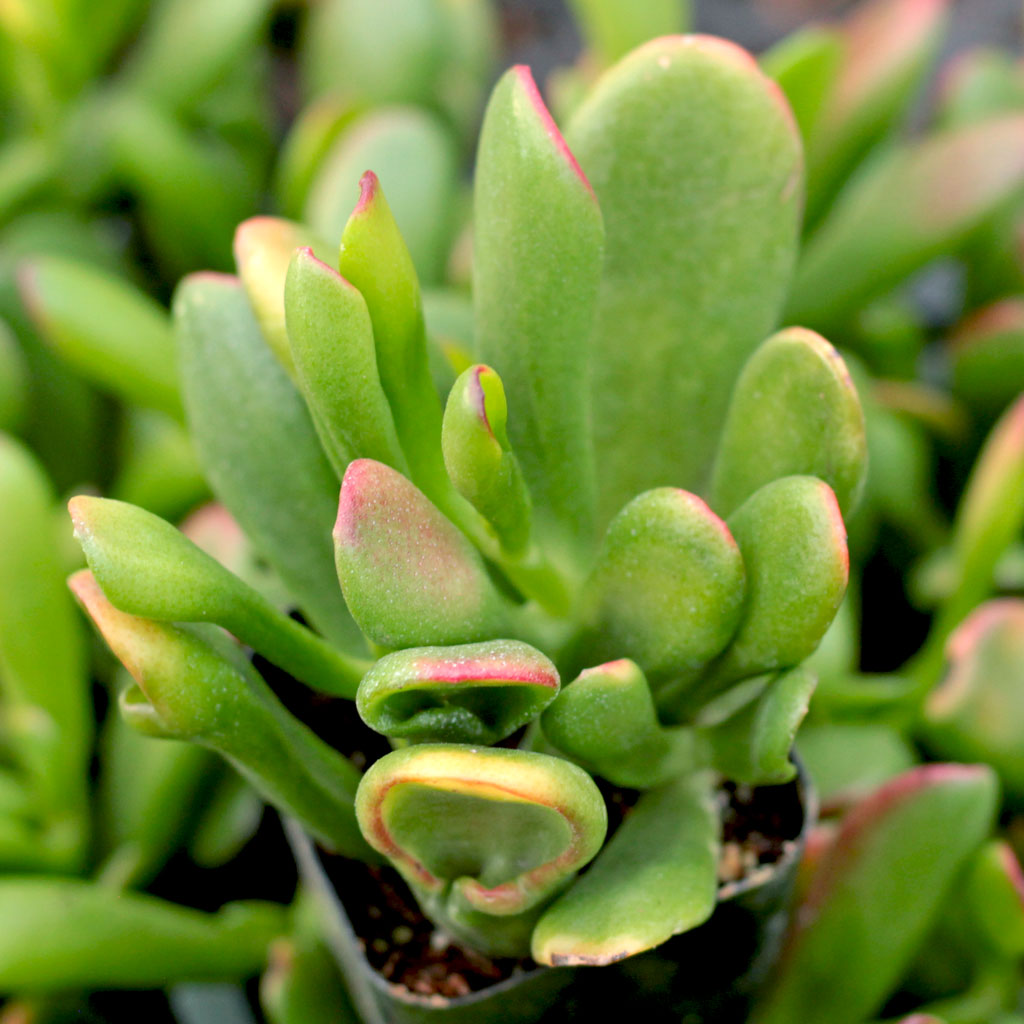 Crassula ovata 'ET's Fingers' Variegated Jade Questions & Answers