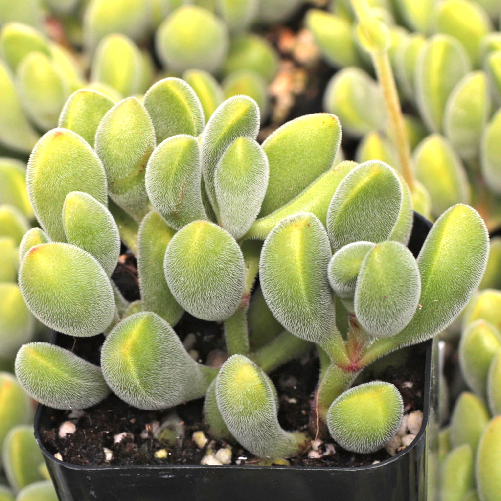 Crassula rogersii Questions & Answers