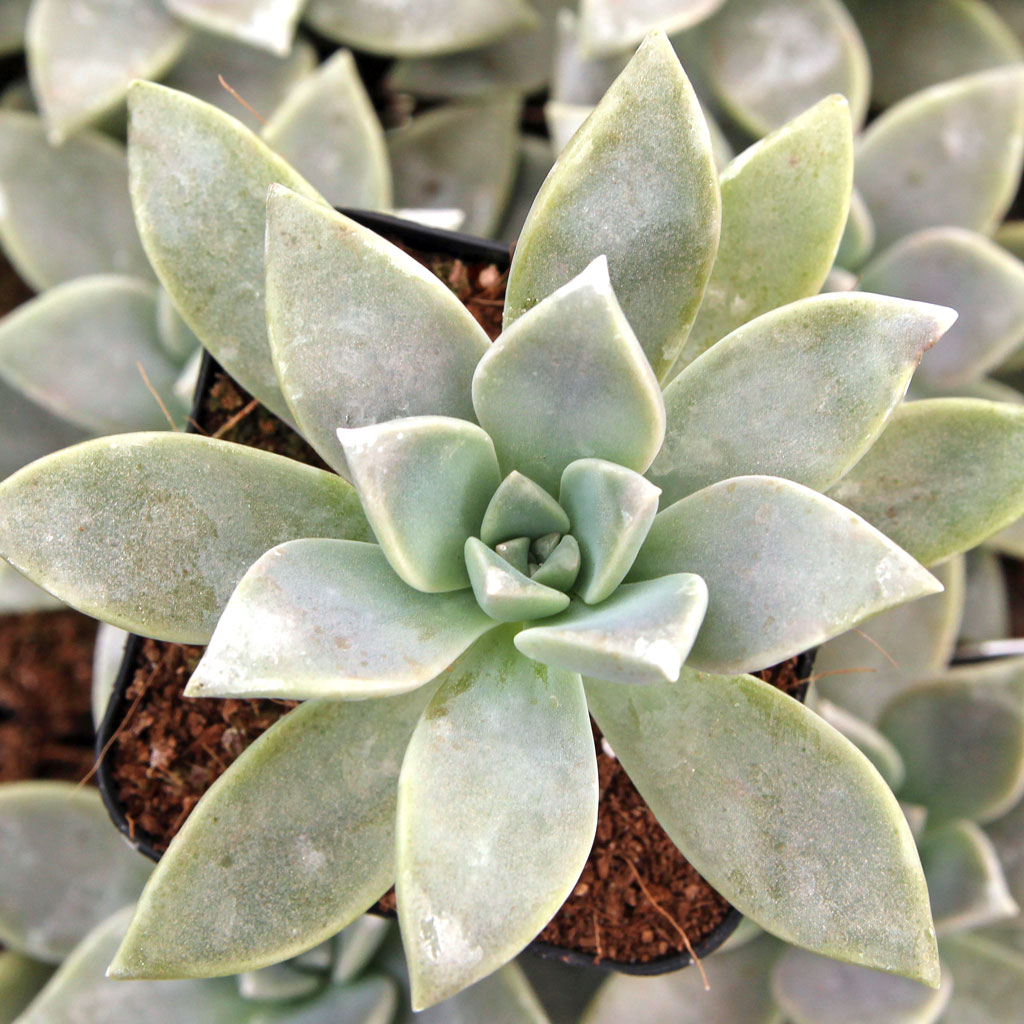 Graptopetalum 'Purple Haze' Questions & Answers