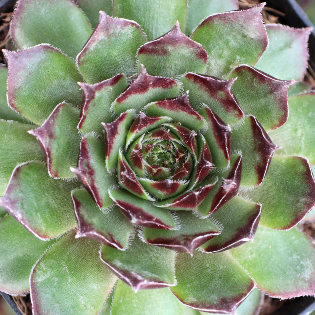 Sempervivum 'Kelly Jo' Questions & Answers