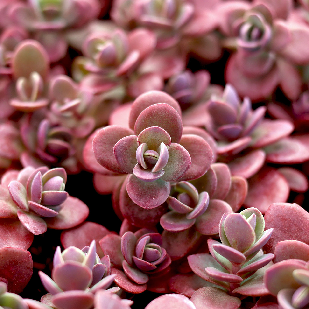 Sedum Sunsparkler® 'Firecracker' Questions & Answers