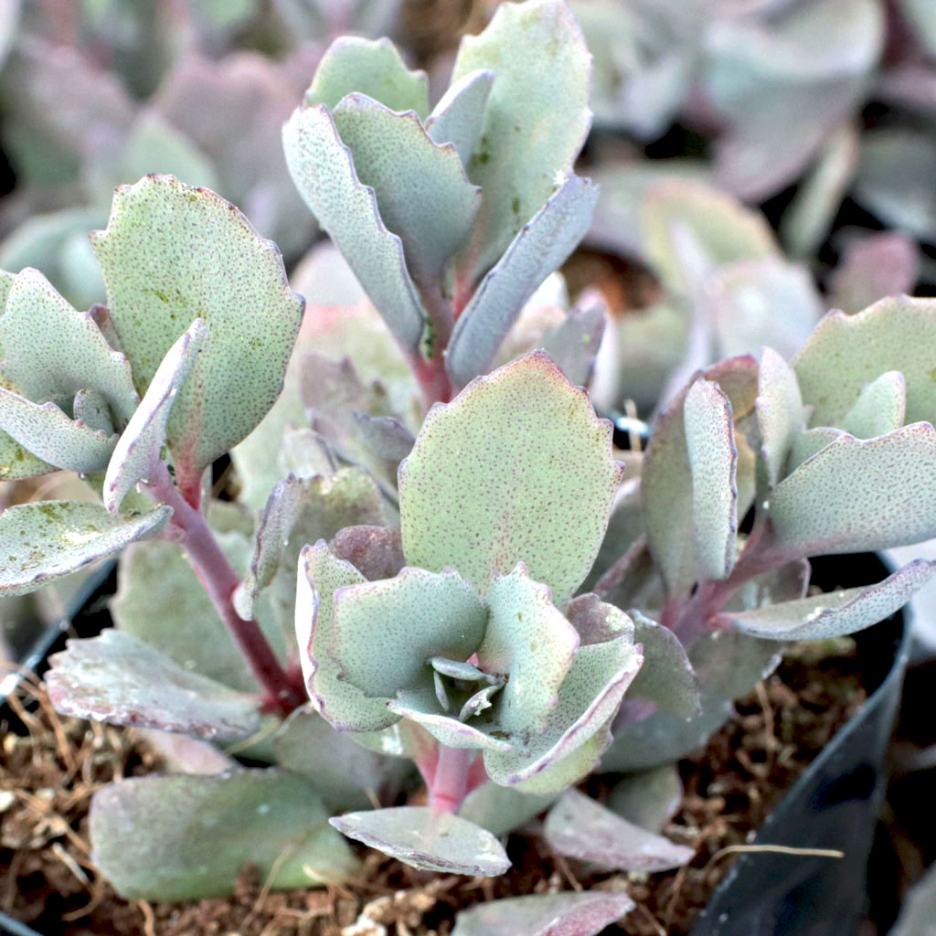 If my sedum has lost its leaves will it regrow or should I cut it off. Also should I remove  spent flowers on sedum