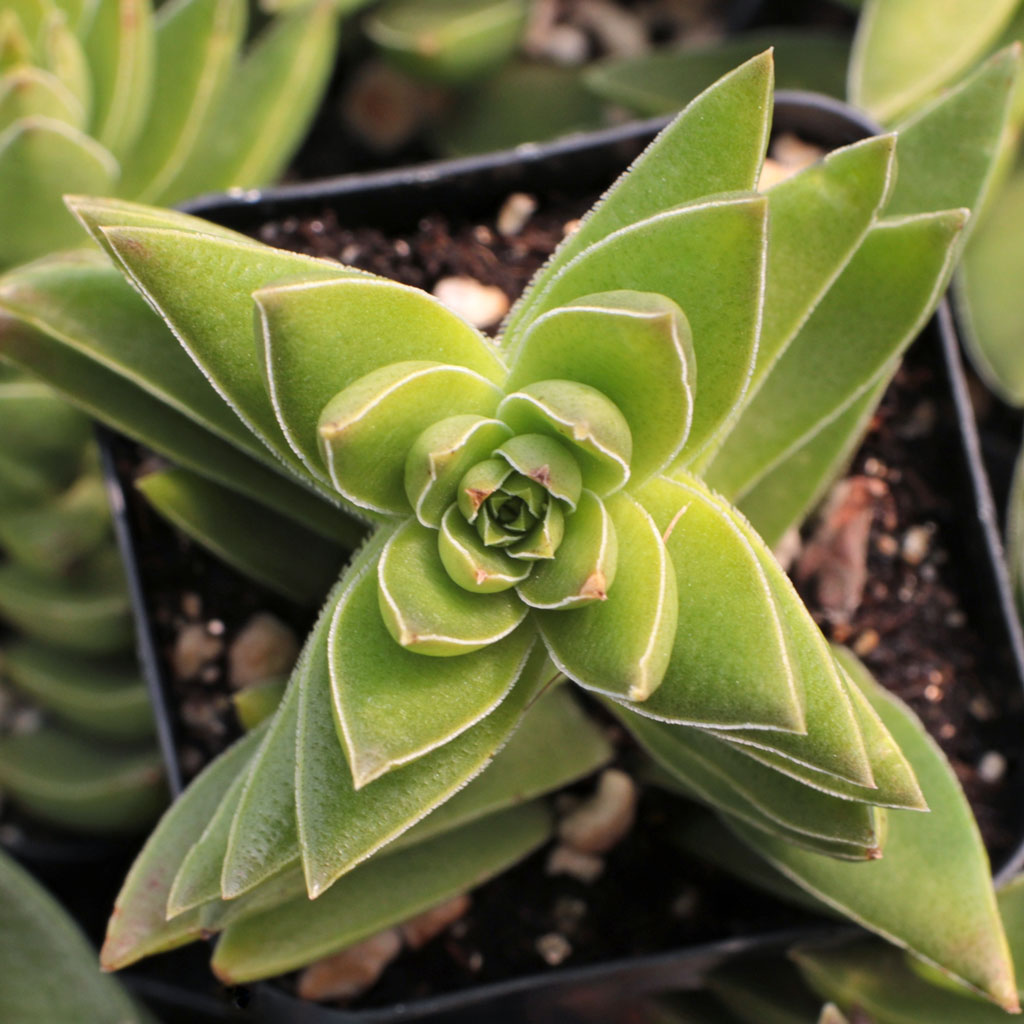 How to propagate sharks tooth