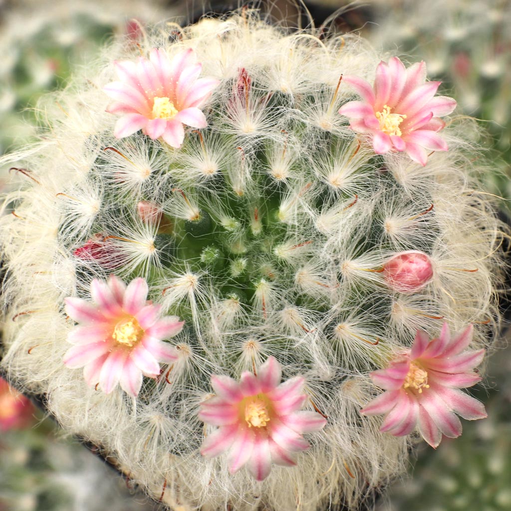 How to know if my powder puff cactus is just thirsty or have root rot?