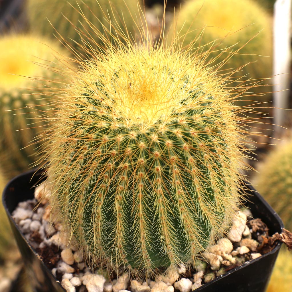 Parodia leninghausii - Golden Ball Cactus Questions & Answers