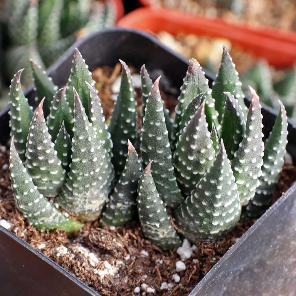 Haworthia reinwardtii Questions & Answers