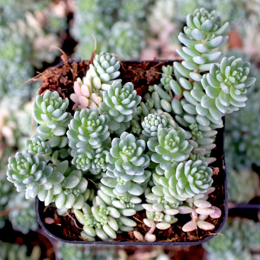 Sedum dasyphyllum 'Himalayan Skies' Questions & Answers