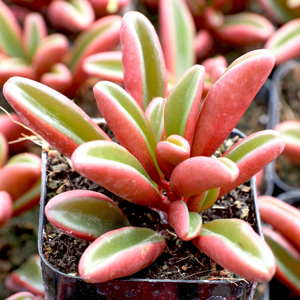 Can peperomia áspera and ruby glow be planted together