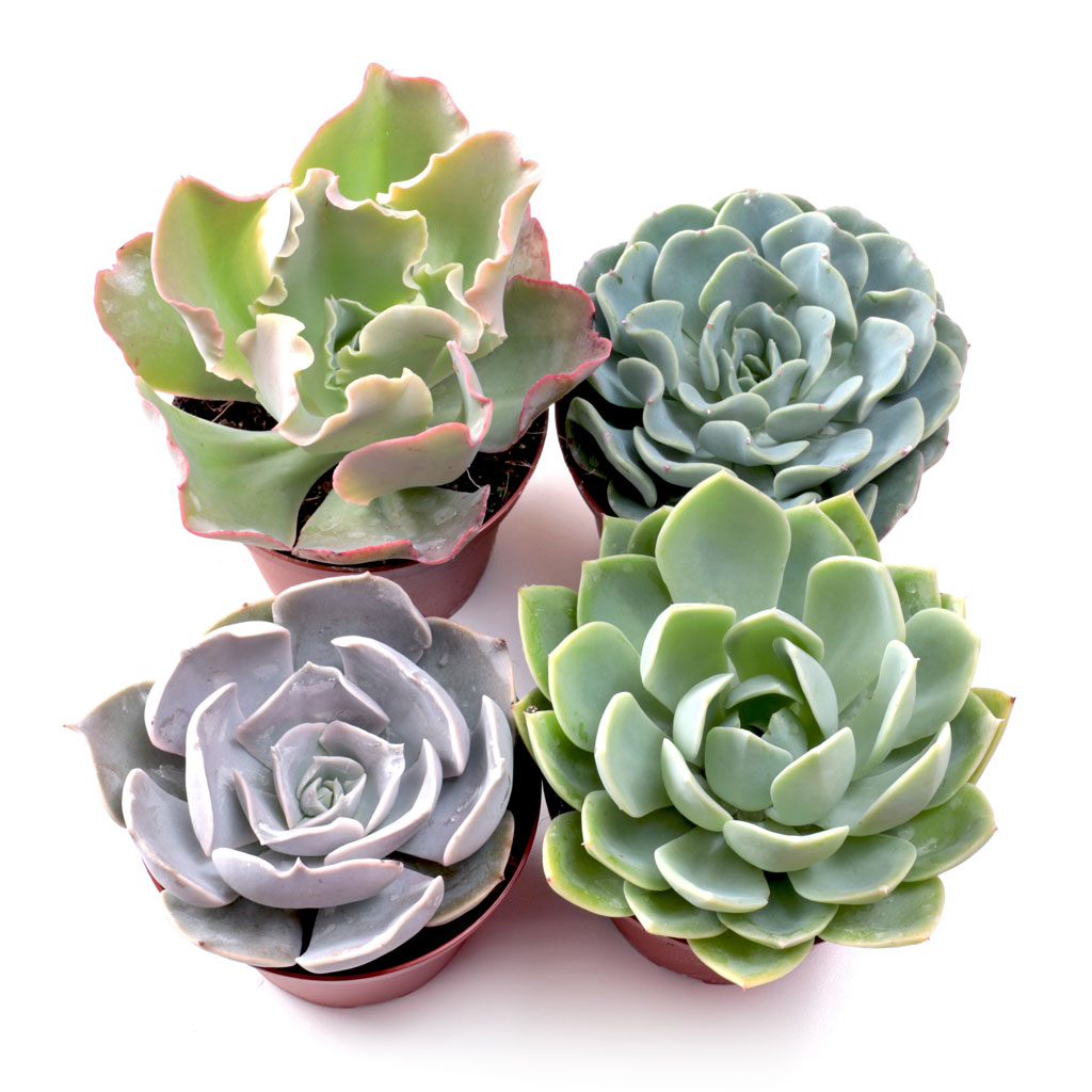 Echeveria Set of 4 - Larger 3.5in Pots w/ ID Questions & Answers