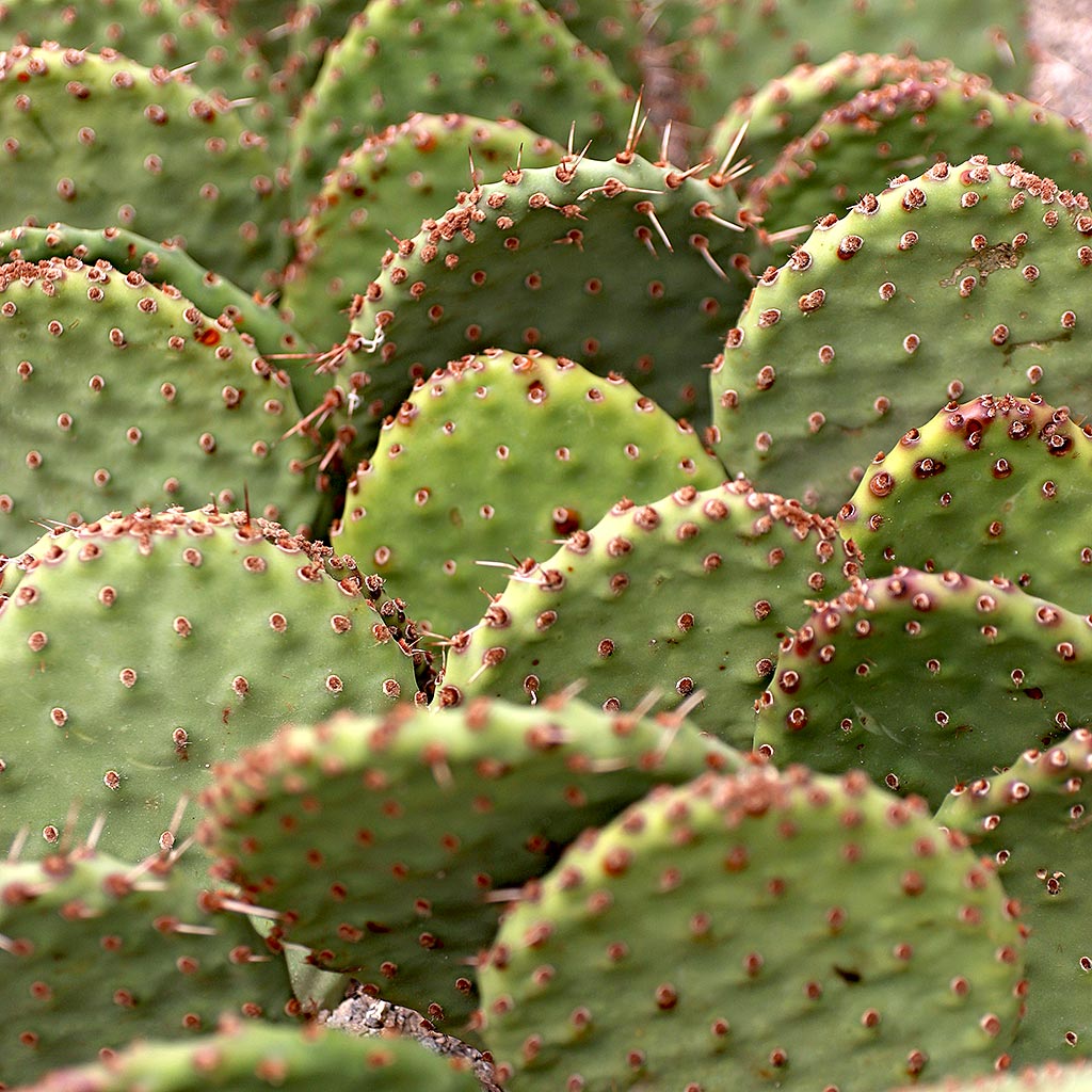 how does this cactus propagate undergound