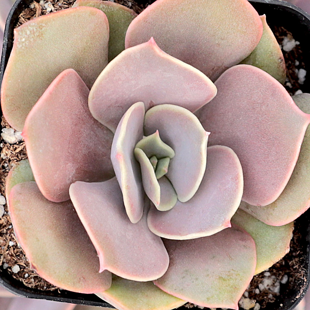 Echeveria 'Lolita' Questions & Answers