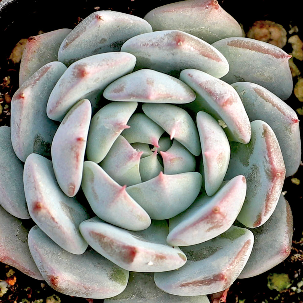 How large a pot should I get for echeveria azulitas?