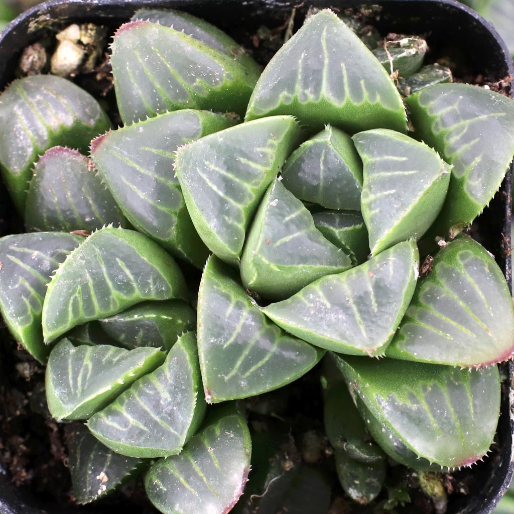 Are all your Haworthias bareroot or potted plants?