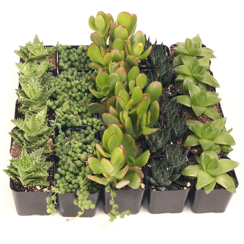 MCG Easy Indoors™ 25 Bulk Succulents - 5 Types w/ ID - 2in Pots Questions & Answers