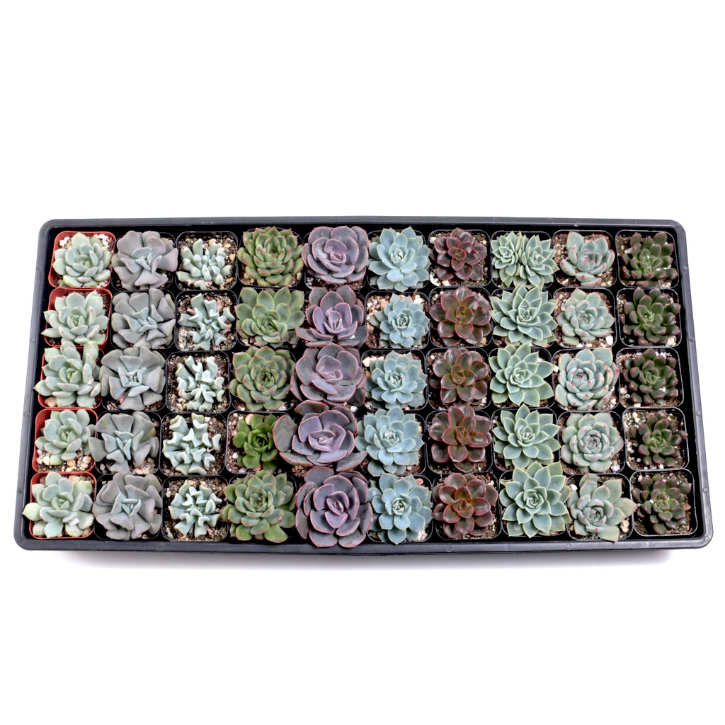 Echeveria Bulk 50 Tray - 10 Types w/ ID - 2in Pots Questions & Answers