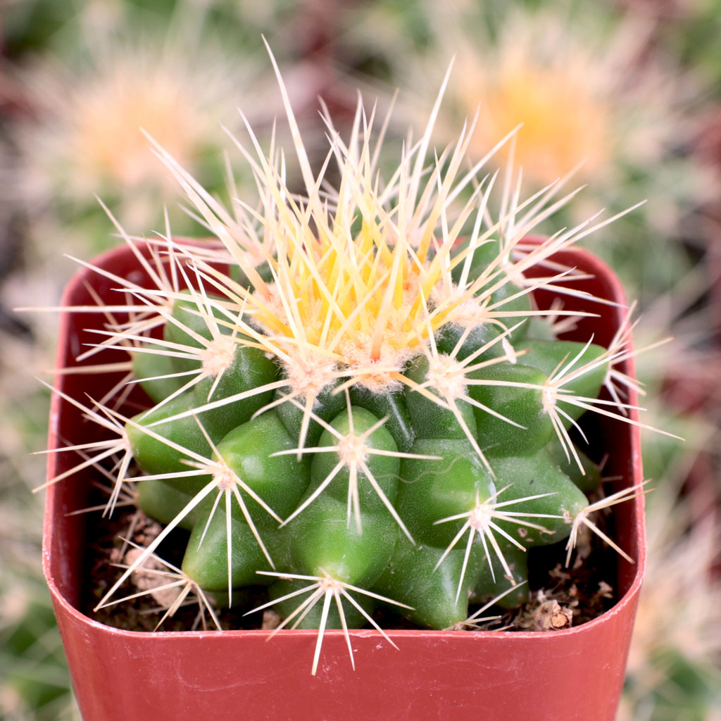 Echinocactus grusonii - Golden Barrel Cactus Questions & Answers