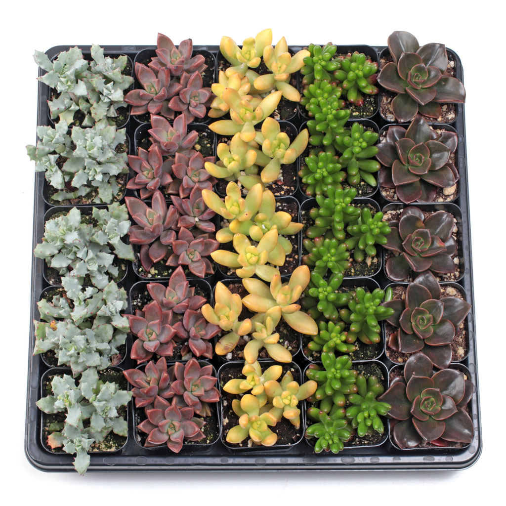 Soft Succulents Bulk 25 Tray - 5 Types - 2in Pots Questions & Answers