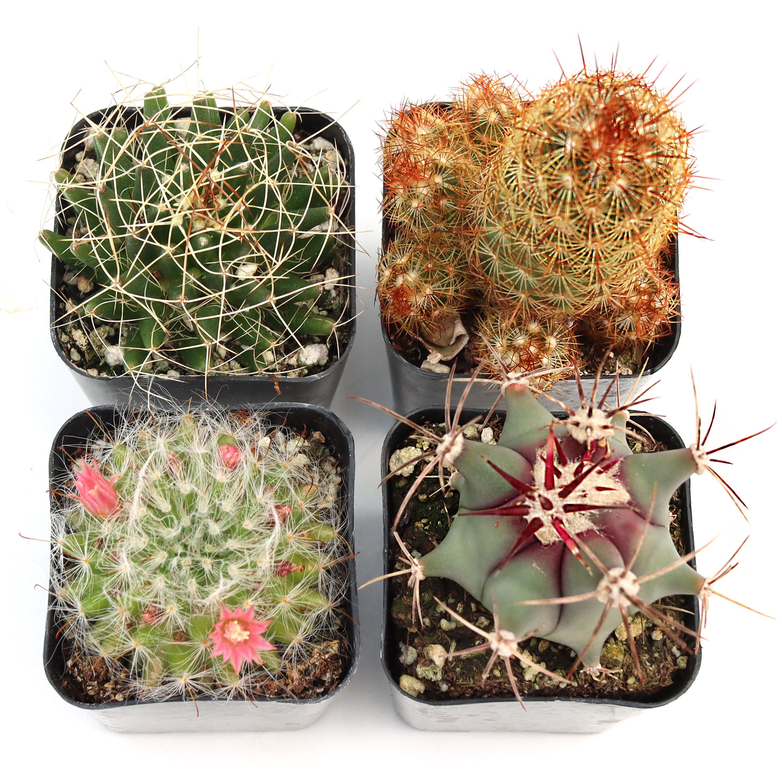 Cacti Set of 4 Types - 2in Pots Questions & Answers