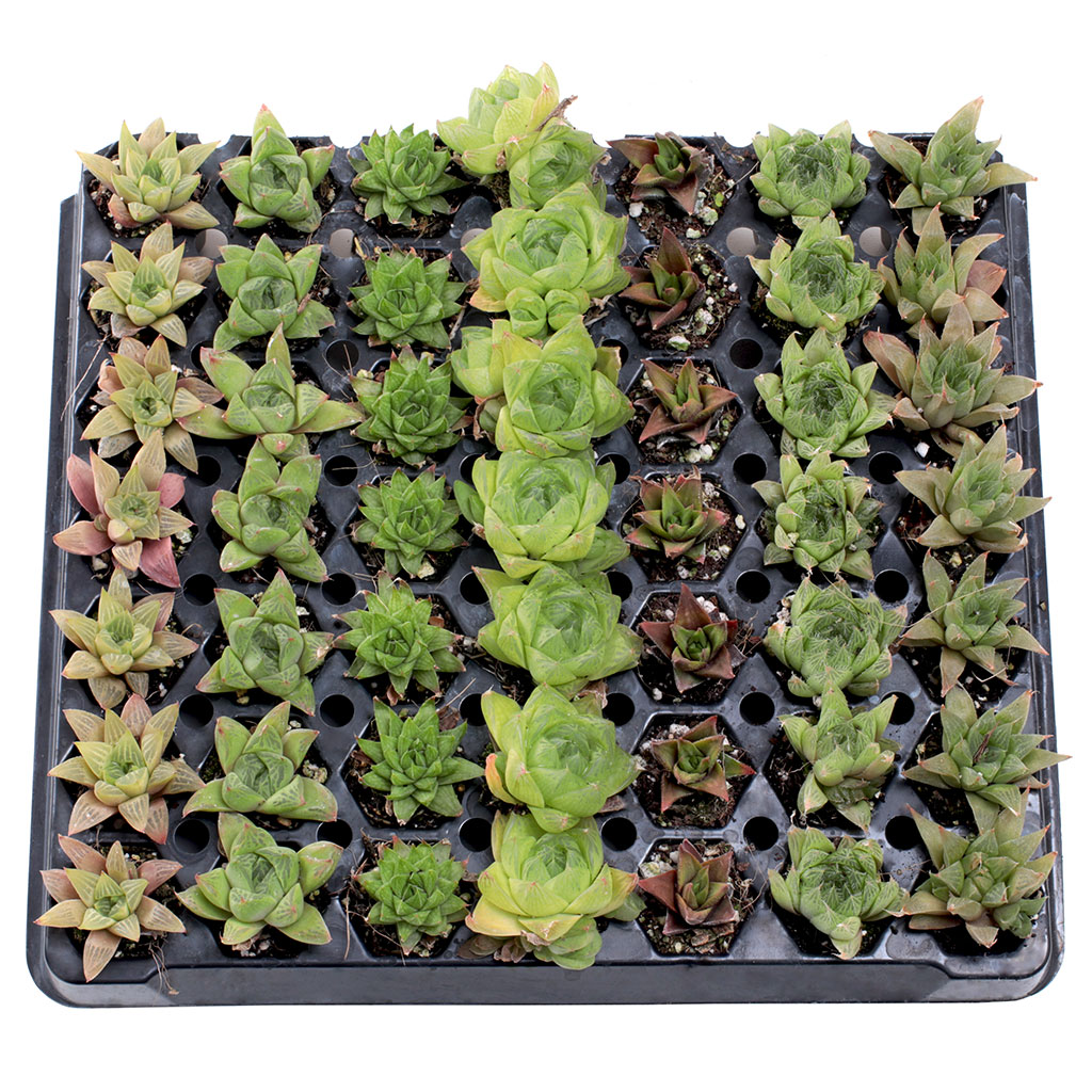 Haworthia 49 Plug Tray - 7 Varieties Questions & Answers