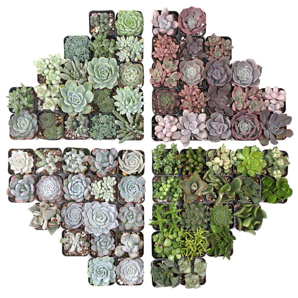 Are build to order succulent trays soft or hardy varieties