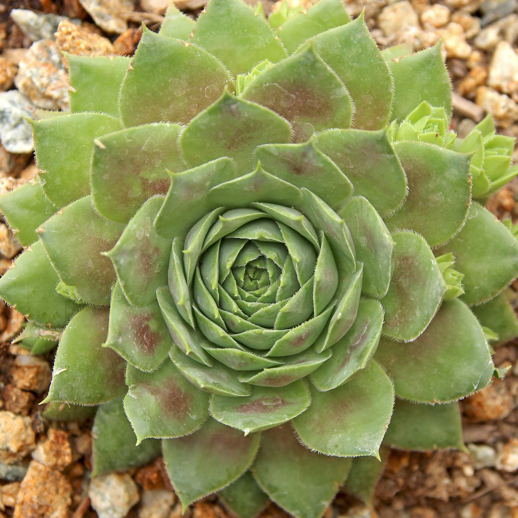 Is a red west sempervivum macroscopic?