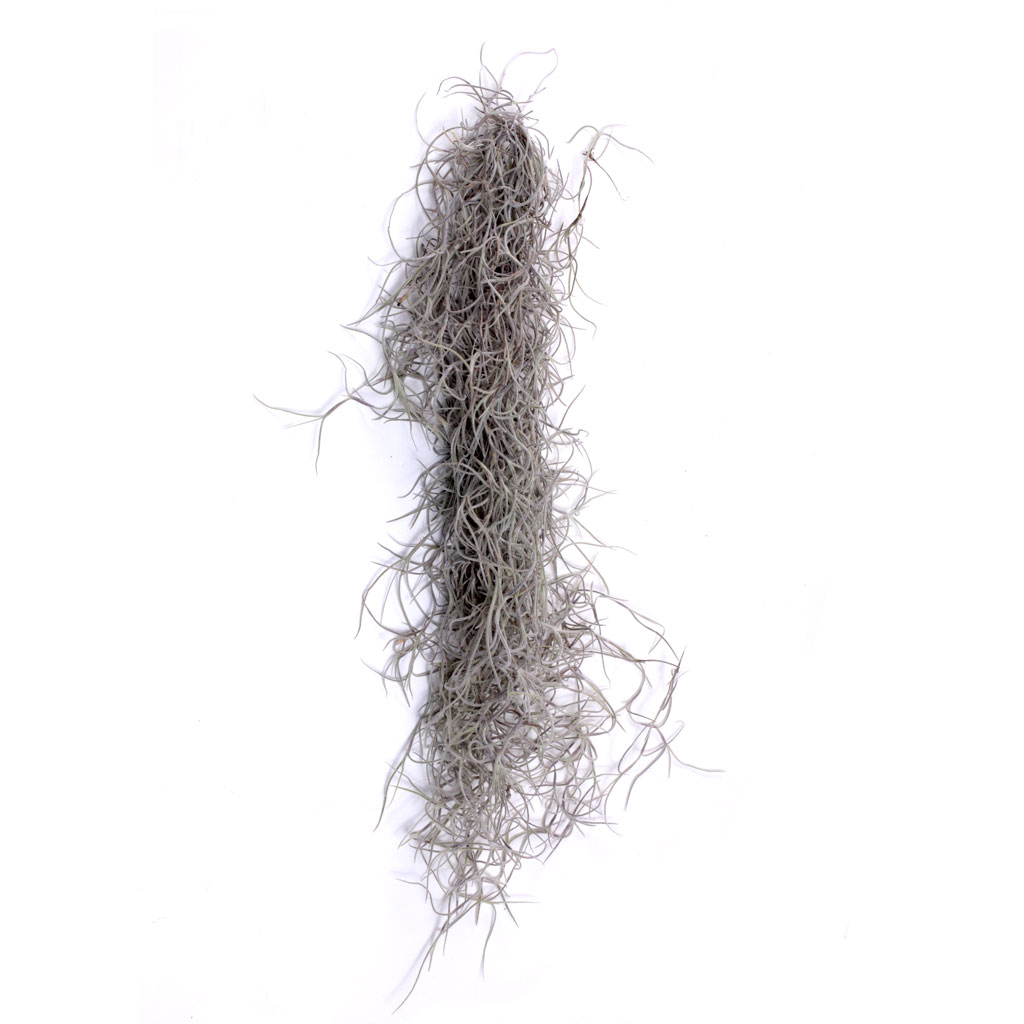 Air Plant - Tillandsia usneoides - Spanish Moss [7.0-10.0"] Questions & Answers