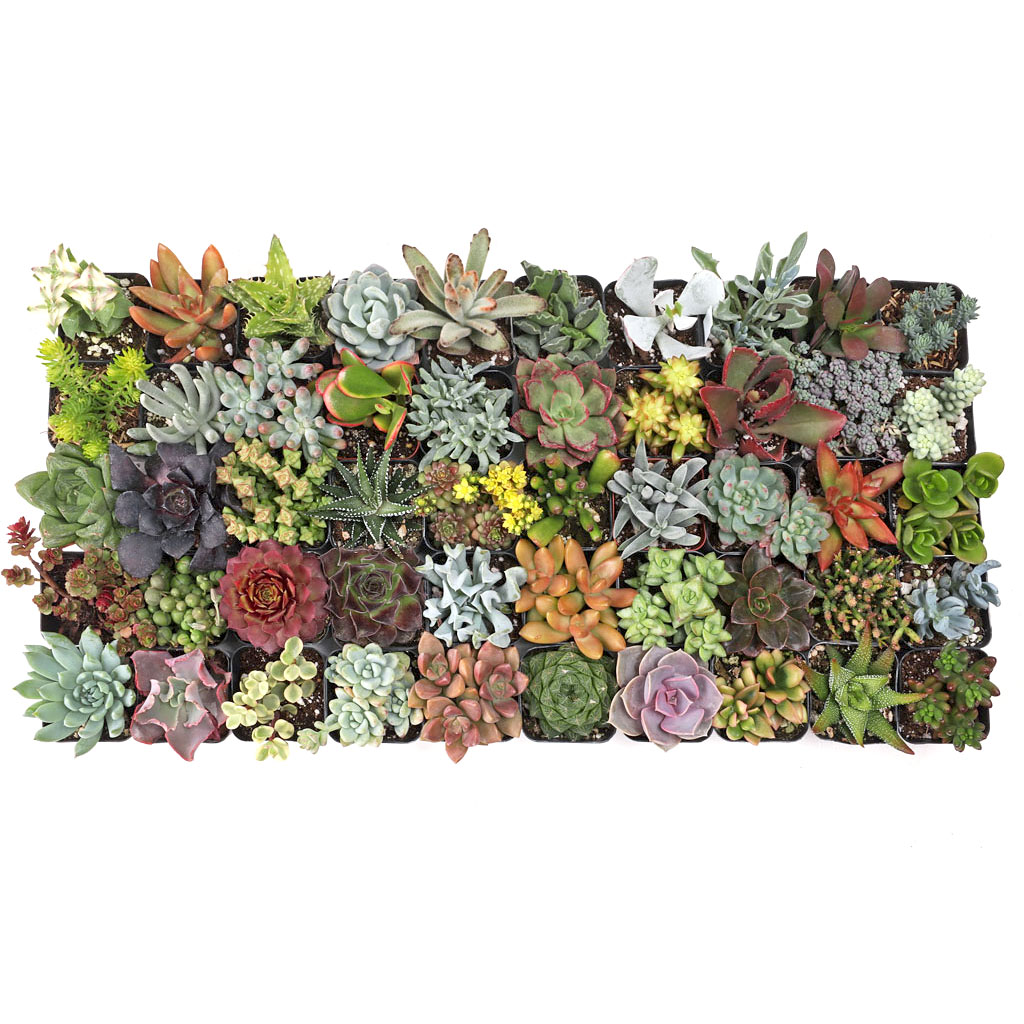 MCG Ultimate™ 50 Bulk Succulents - 50 Types - 2in Pots Questions & Answers