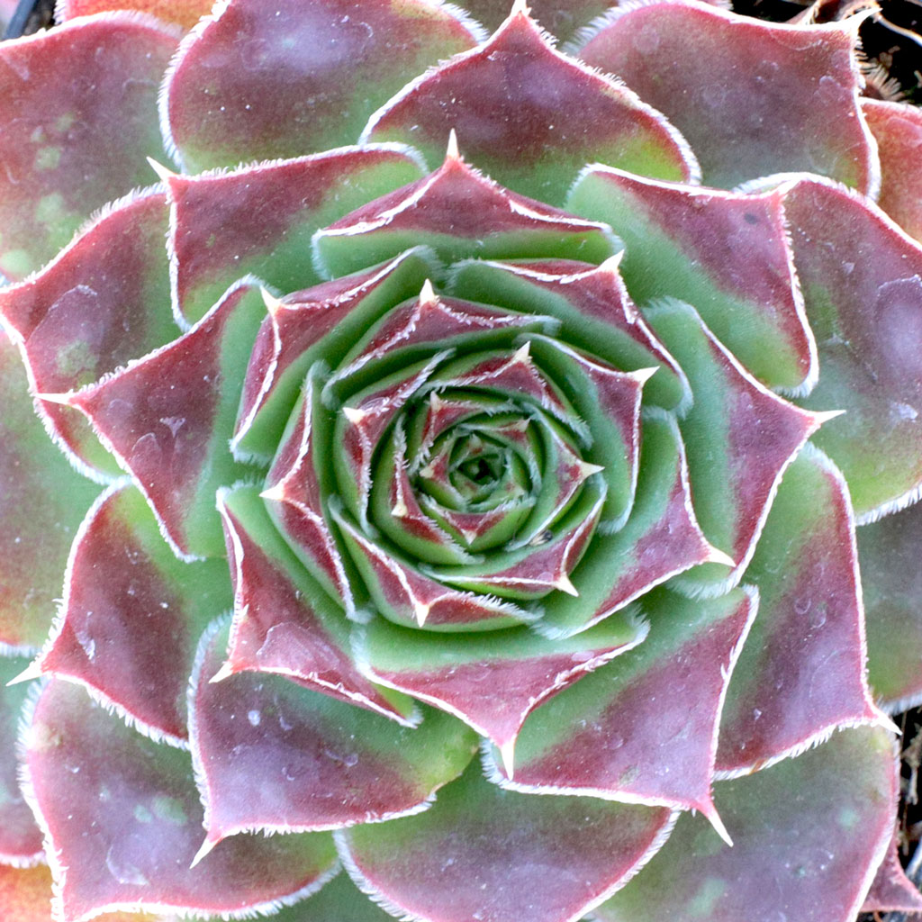 Sempervivum heuffelii 'Paragon' Questions & Answers