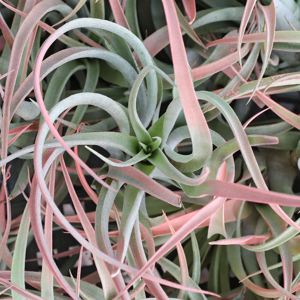 could you set air plants on dirt?