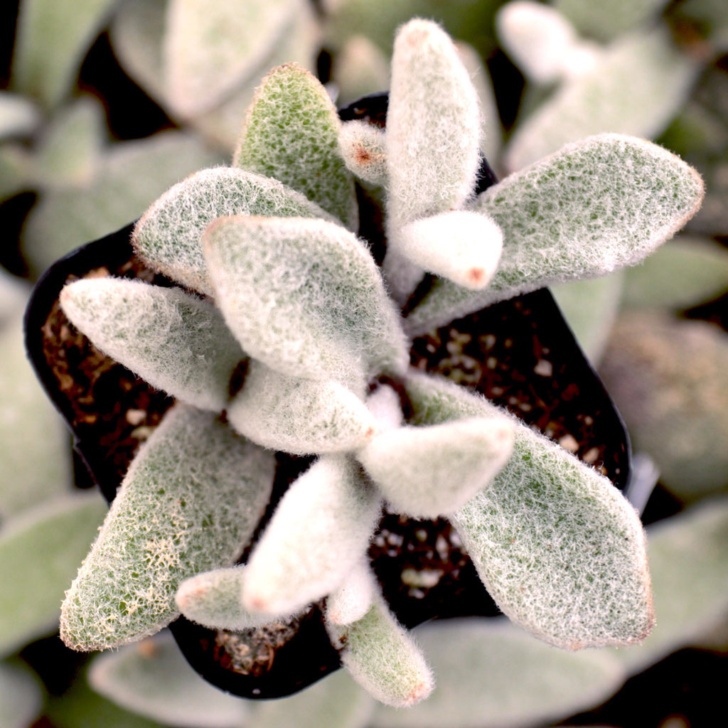 Are the leaves of this plant very soft and fuzzy or are they kind of tough like the other panda plants?