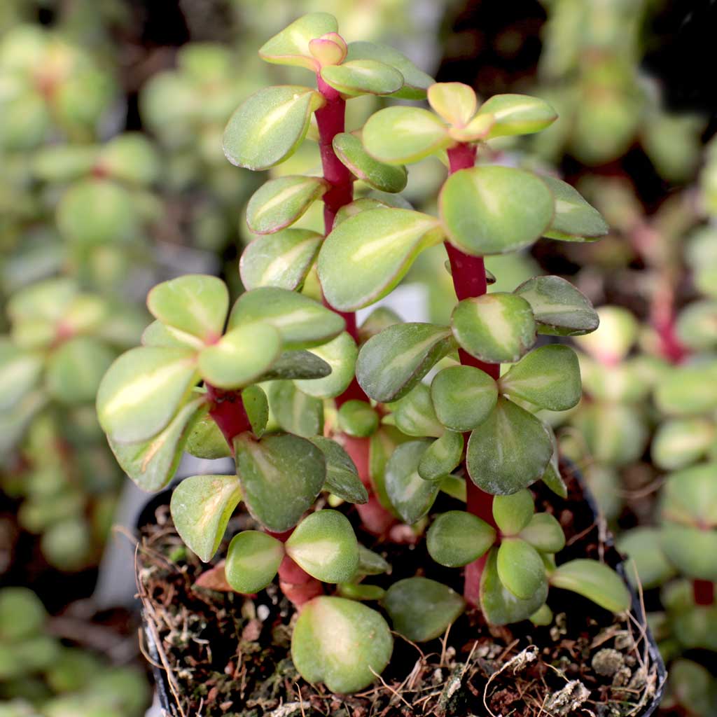 Portulacaria afra 'Medio-picta' - Midstripe Rainbow Bush Questions & Answers