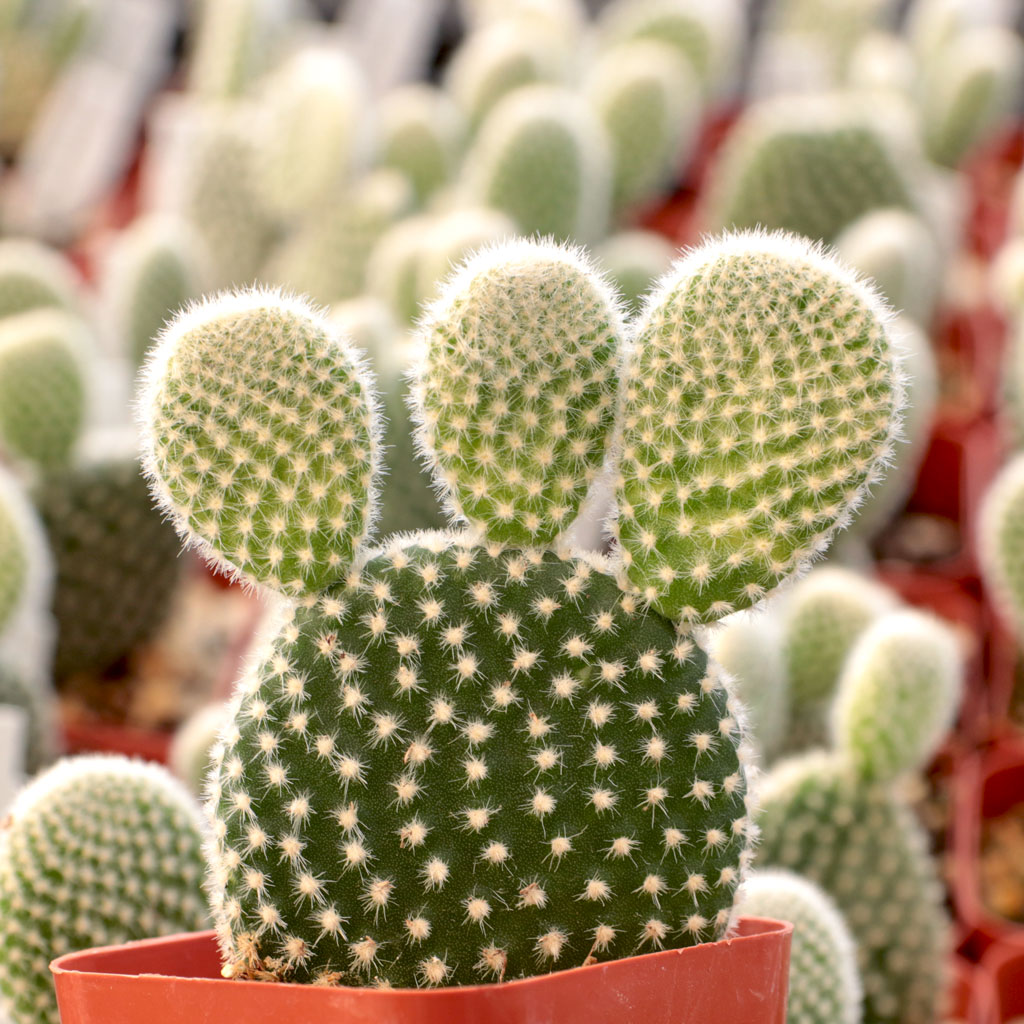 Does Opuntia microdasys var. albospina 'White Bunny Ears' bear fruit?