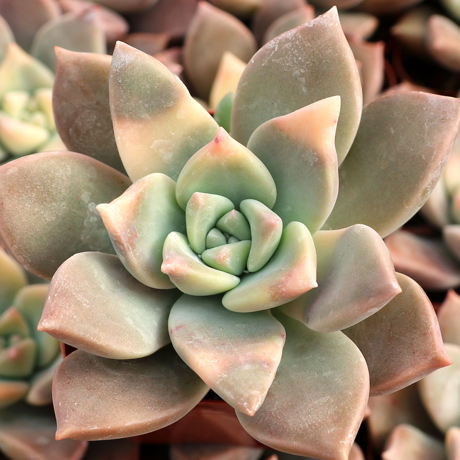 Graptopetalum paraguayense - Variegated Ghost Plant Questions & Answers