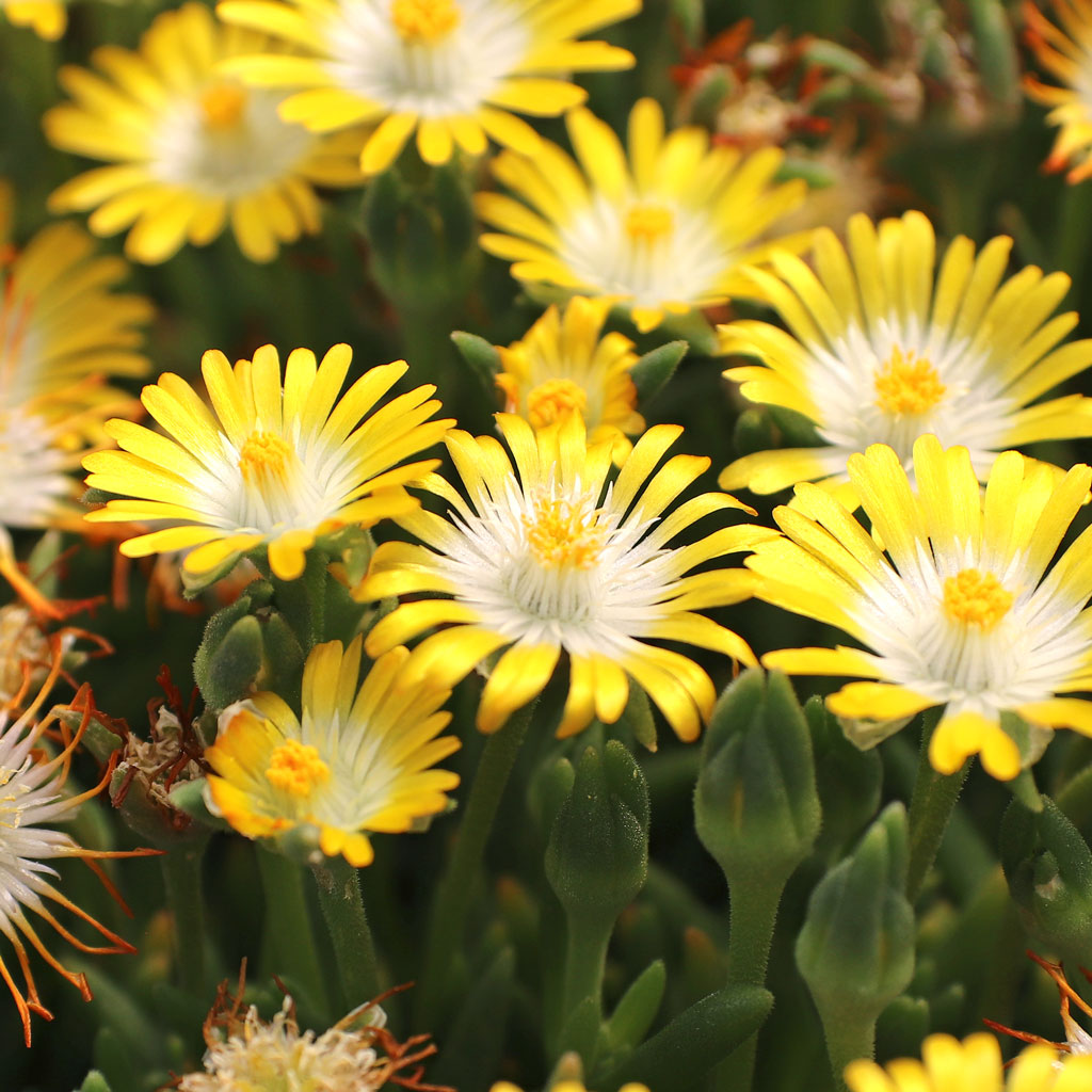 Delosperma Jewel of Desert 'Peridot' Questions & Answers