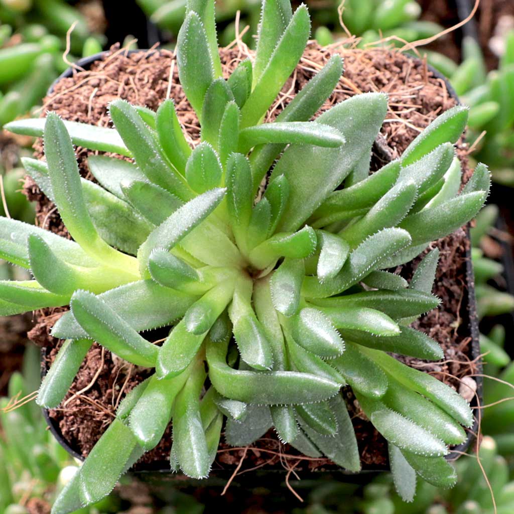 Delosperma ashtonii 'Blut' Questions & Answers