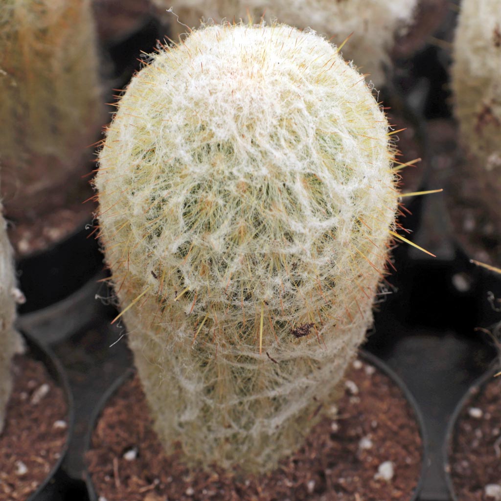 Espostoa melanostele - Peruvian Old Lady Cactus [large] Questions & Answers