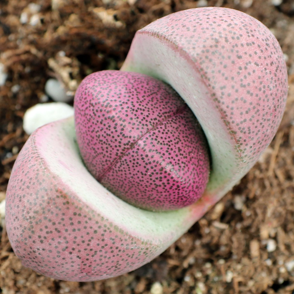 Can I plant split rocks and lithops together, or might separate pots be better for a novice gardener?