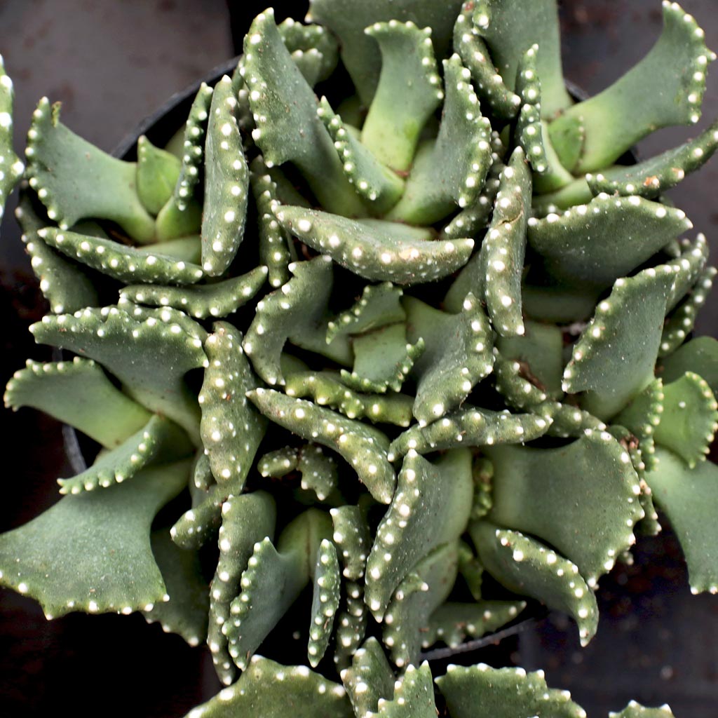 Aloinopsis malherbei - Giant Jewel Plant Questions & Answers