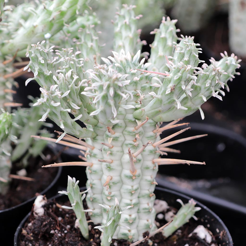 I was gifted a small corn cob cactus cutting. Should I leave it on top of the soil till it gets a root, or just pla