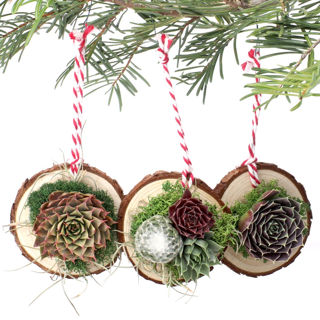 MCG Succulent Ornaments - Wood Slice Rosettes (Set of 3) Questions & Answers