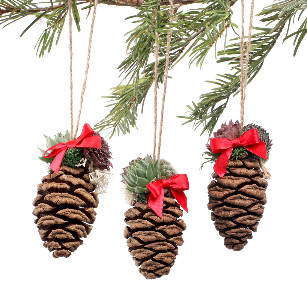 MCG Succulent Ornaments - Sequoia Cones (Set of 3) Questions & Answers