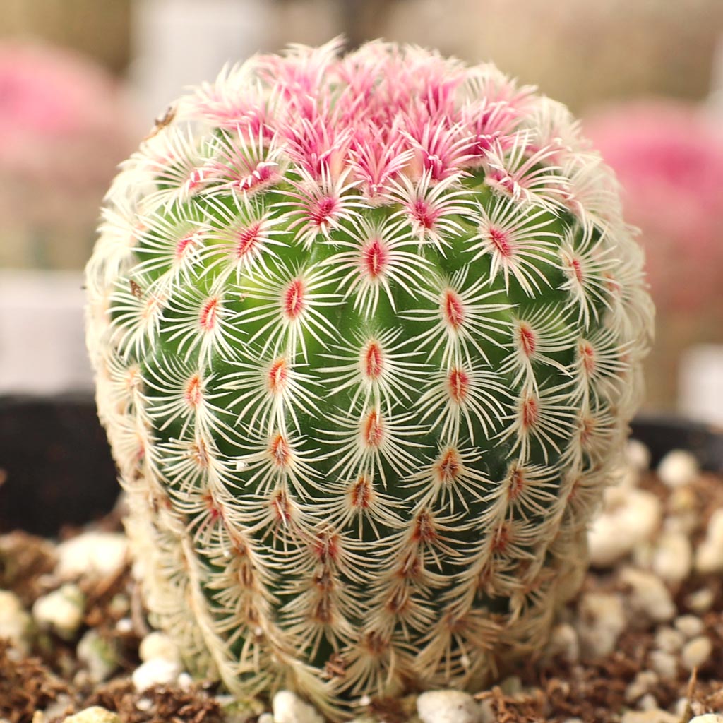 Cactus size - Echinocereus rigidissimus ssp. rubispinus - Rainbow Hedgehog Cactus