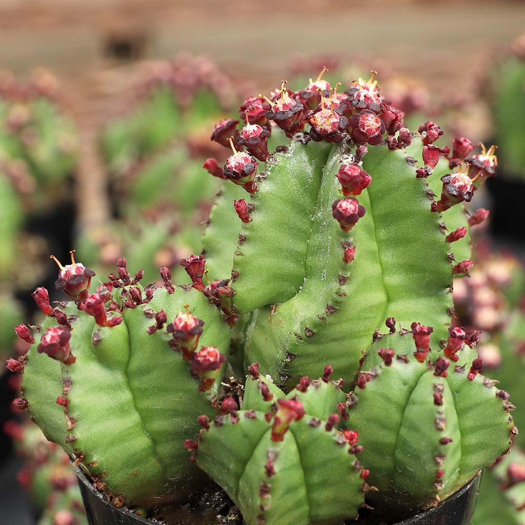 Can zipper cactus live on a 2nd floor patio in summer