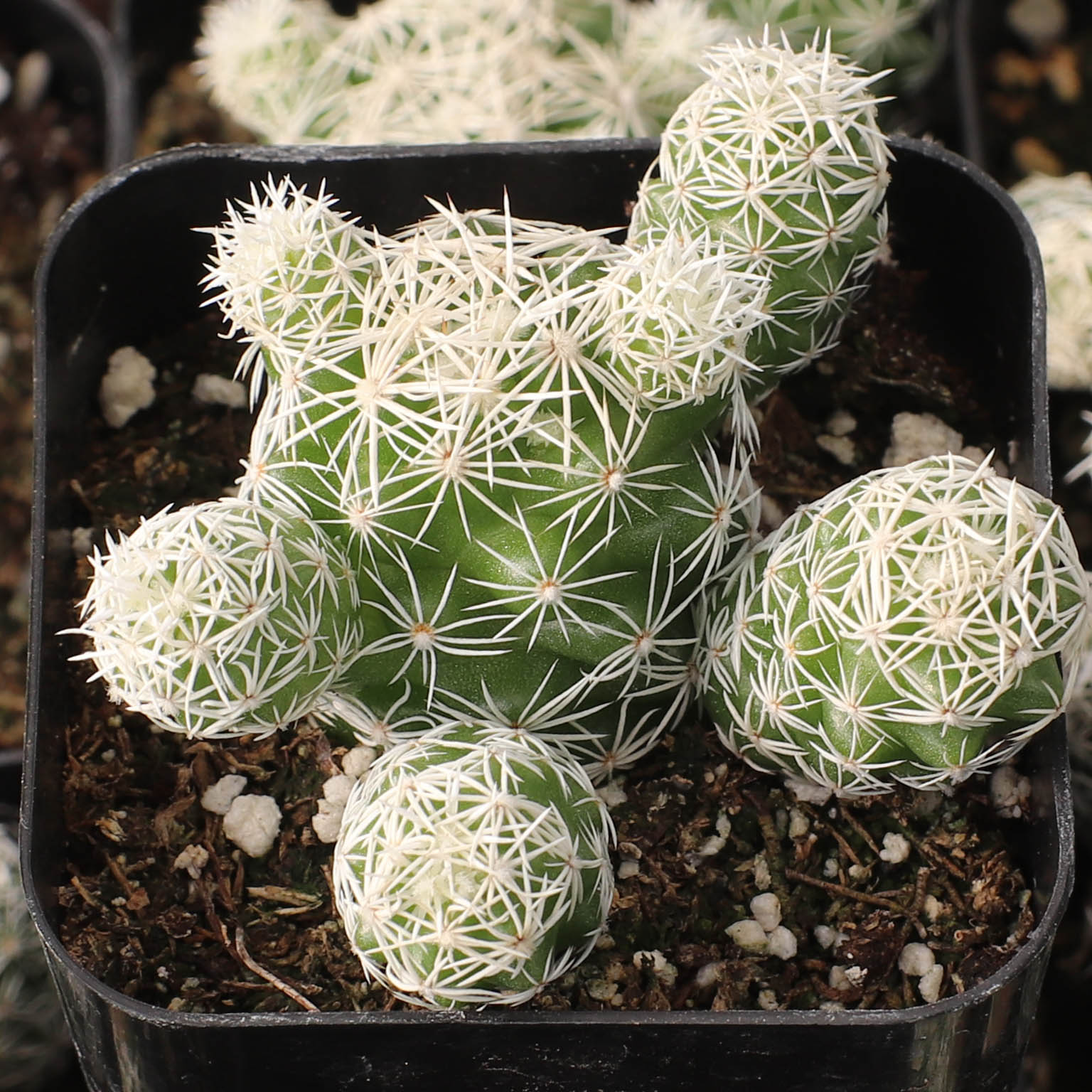 Mammillaria gracilis fragilis - Thimble Cactus [fragile] Questions & Answers