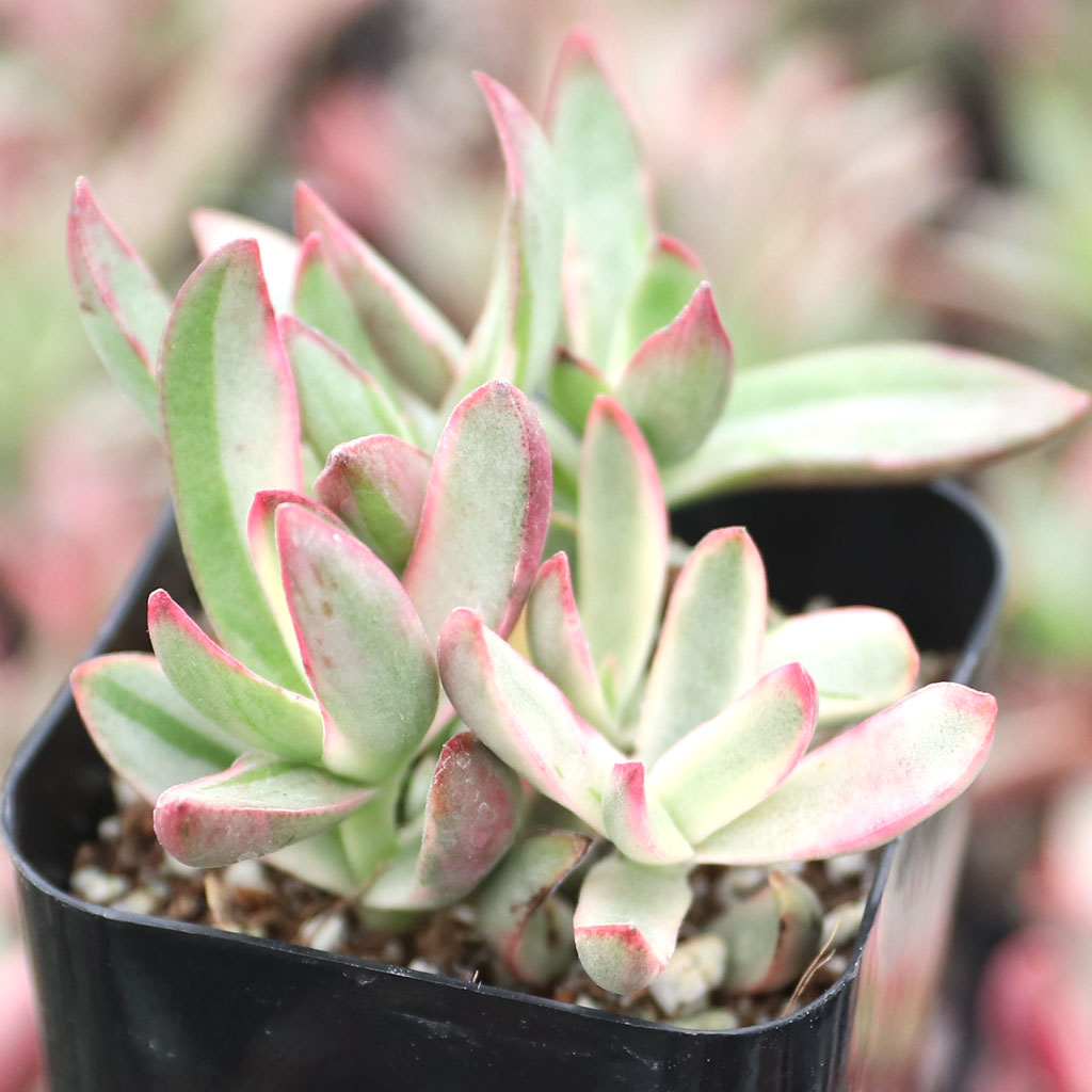 Why do the leaves on my Crassula Candy Cane have black spots, even on new growth?