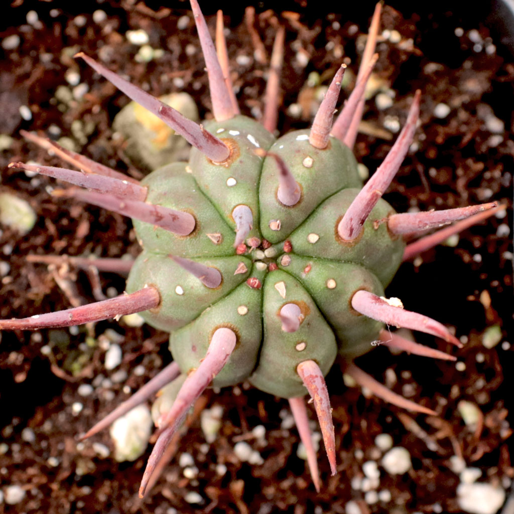 Euphorbia ferox - Pincushion Euphorbia Questions & Answers