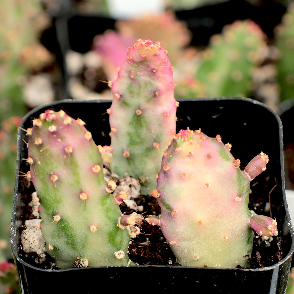 Does the opuntia monacantha f. Monstruosa variegata produce fruit?