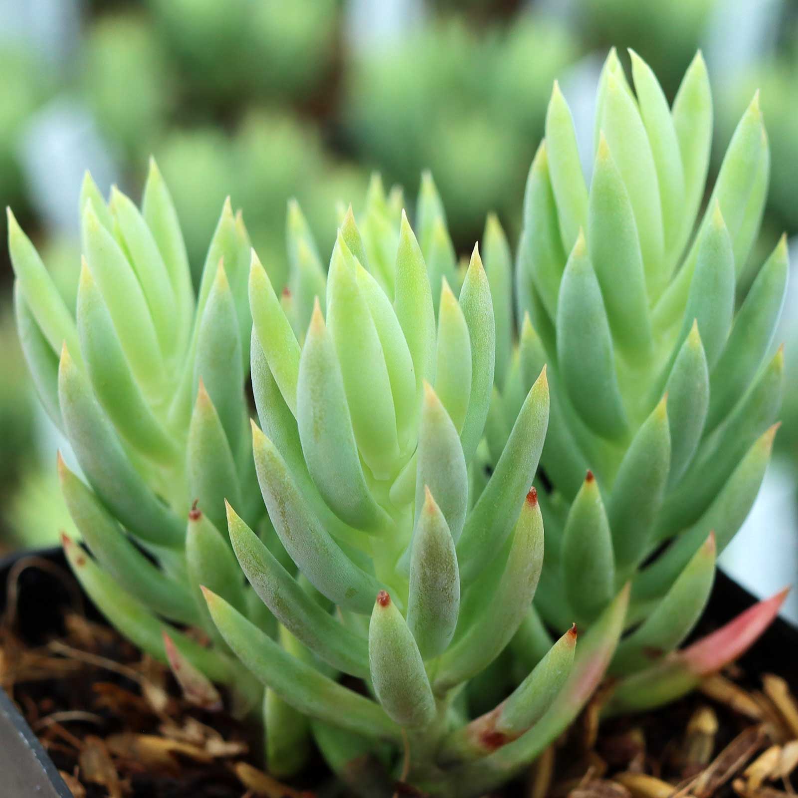 does this sedum spread quickly or slowly (the turquoise tails sedum)